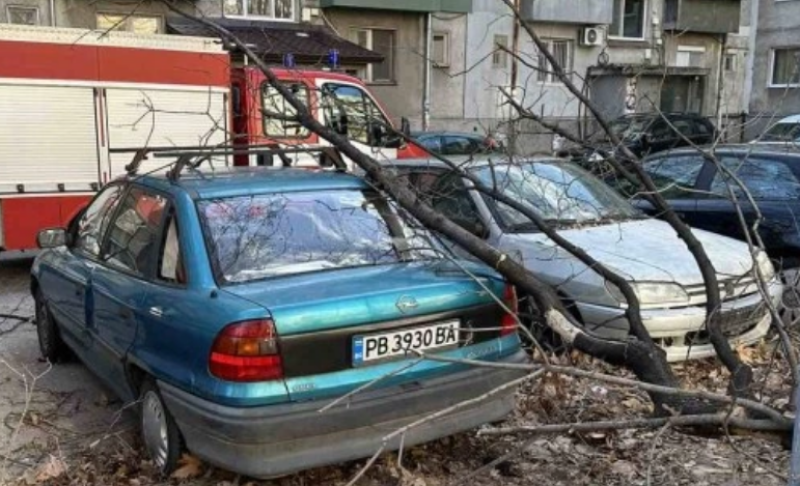90 сигнала за паднали дървета заради силния вятър в Плоавдивско