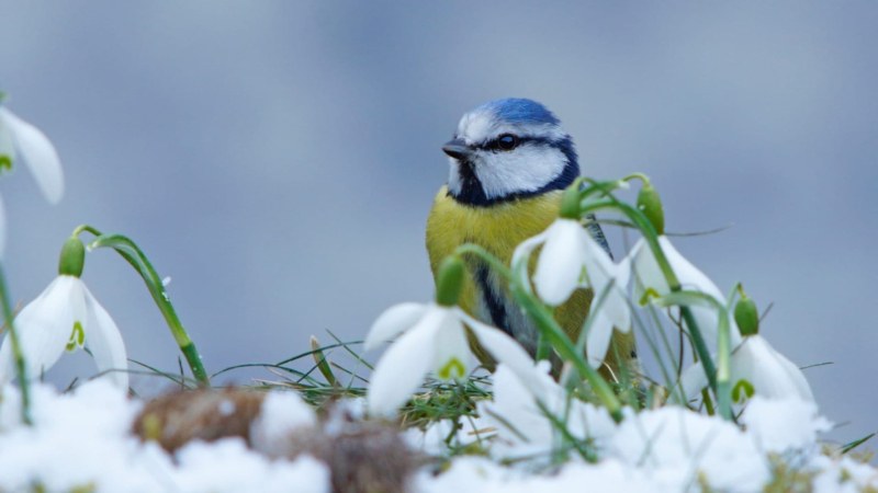 Какво време ни очаква през януари