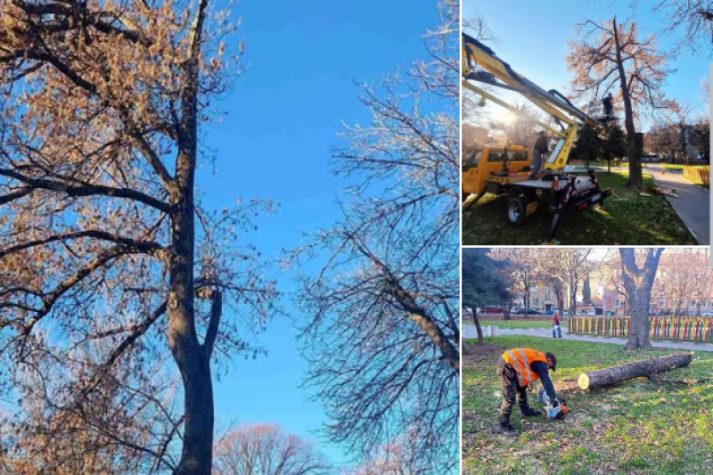 Сигнали за счупени клони на няколко места в Асеновград