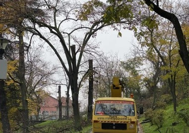 Единственият арборист в Пловдив пред TrafficNews: Предложих на Общината да отстранявам безплатно опасни клони, но ми отказаха