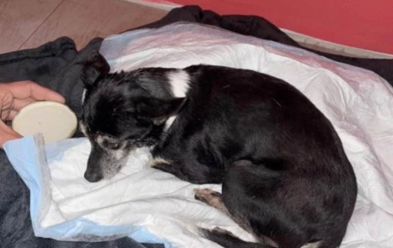 Кученце е блъснато в Пловдив и се бори за живота си