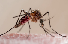 Първи случай на треска Чикунгуня  у нас