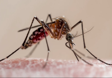 Първи случай на треска Чикунгуня  у нас