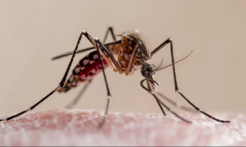 Първи случай на треска Чикунгуня  у нас