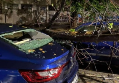 Семейство осъди Община Стамболийски, дърво смаза колата им, те се разминаха на косъм