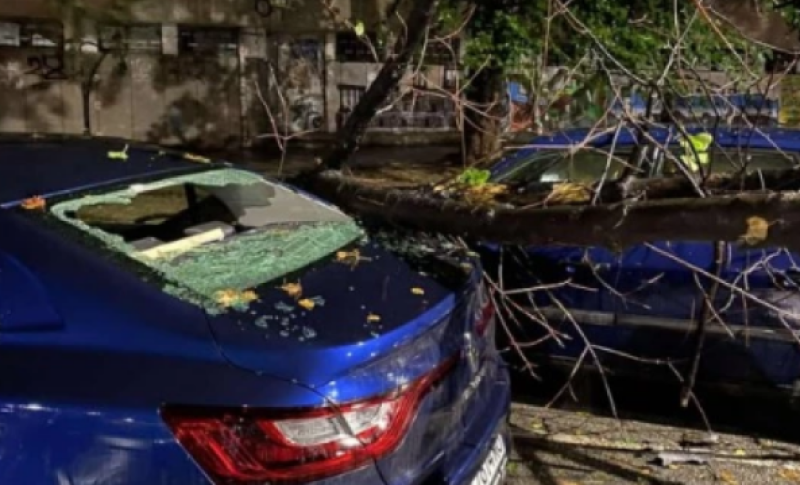 Семейство осъди Община Стамболийски, дърво смаза колата им, те се разминаха на косъм