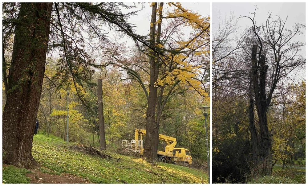 Район „Централен“: Сечта на Бунарджика е недопустима и не съотвества на издадените заповеди