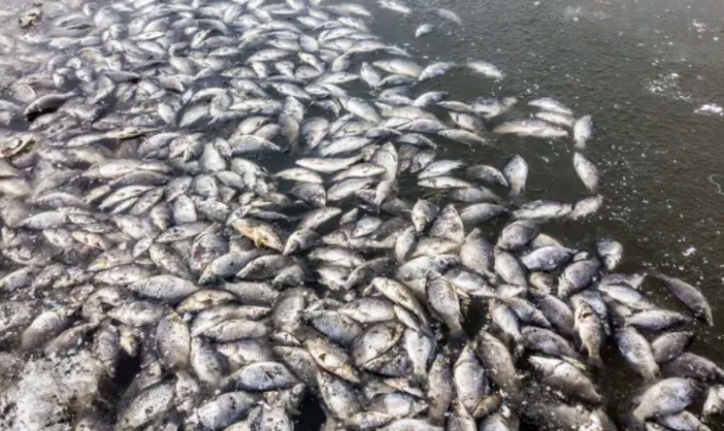 Огромно количество умряла риба изплува в Карловско