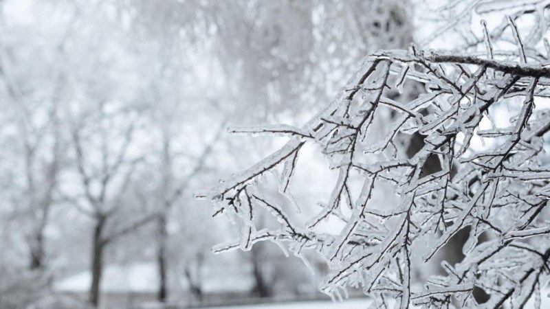 Проф. Рачев: Леденият студ постепенно започва да отстъпва