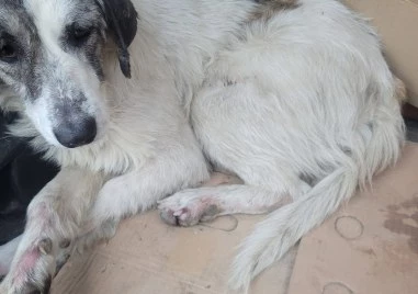 Рошка е в критично състояние след катастрофа, нуждае се от незабавна операция