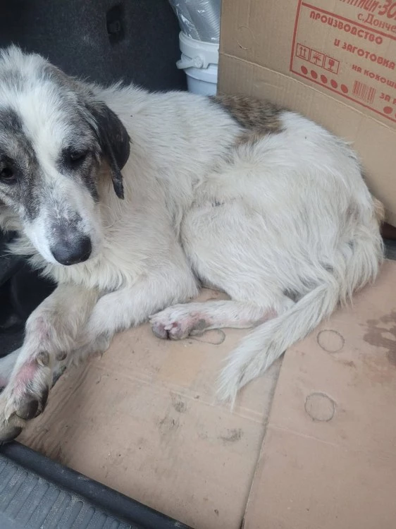 Рошка е в критично състояние след катастрофа, нуждае се от незабавна операция