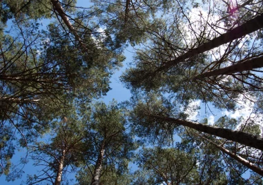 Горските започват масова сеч в боровата гората над Сопот, поразена от съхота и гъбички