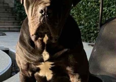 Роки се изгуби в района на село Чурен, виждали ли сте го?