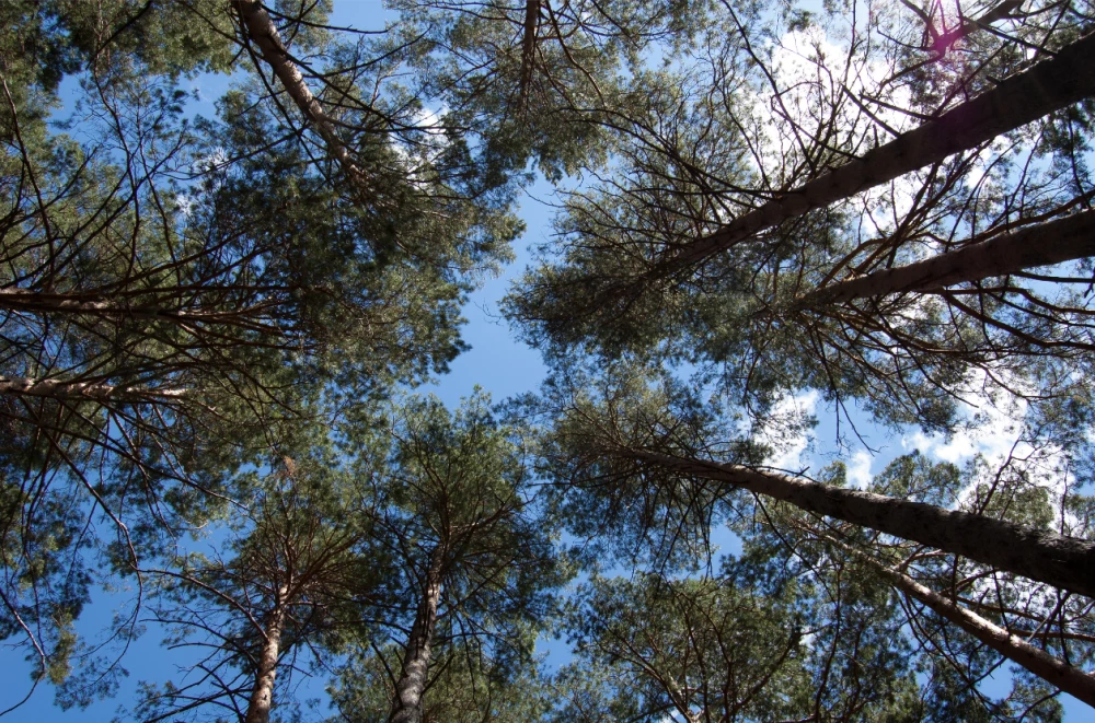 Горските започват масова сеч в боровата гората над Сопот, поразена от съхота и гъбички