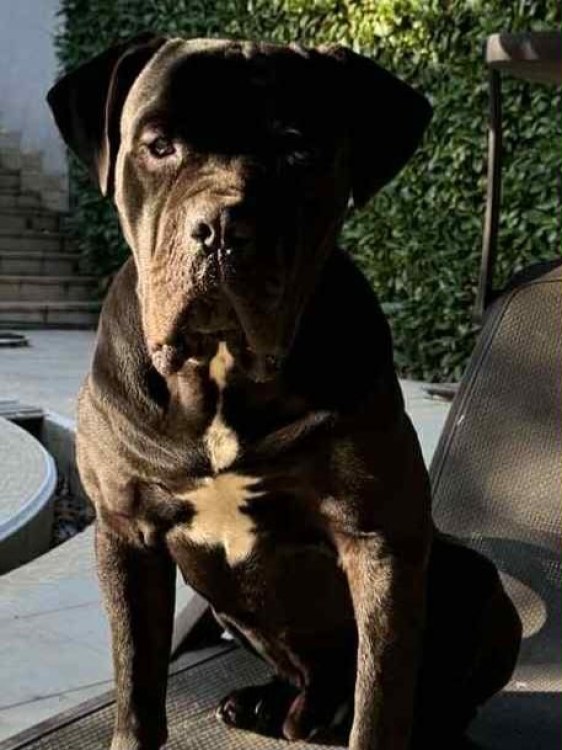 Роки се изгуби в района на село Чурен, виждали ли сте го?