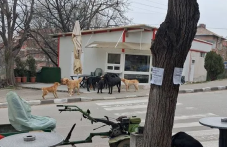 Глутница кучета притеснява квартал в Асеновград