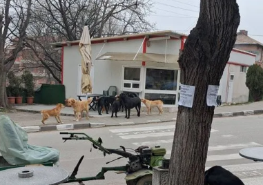 Глутница кучета притеснява квартал в Асеновград