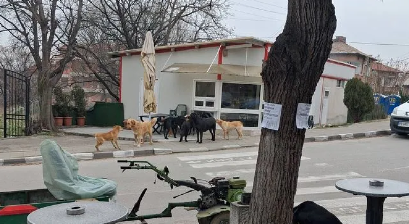 Глутница кучета притеснява квартал в Асеновград