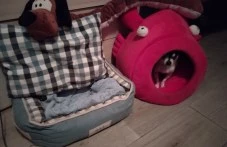 За втори път: Откраднаха кучето Мауси, стопанинът подозира поръчителство