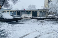 Дърво се стовари до краката на жена в Кършияка, трагедия се размина на косъм