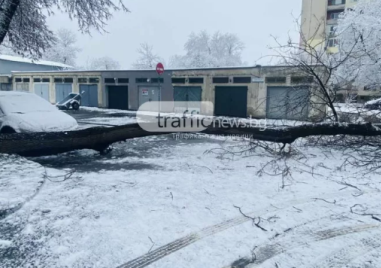 Дърво се стовари до краката на жена в Кършияка, трагедия се размина на косъм