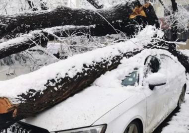 Дървото, премазало пет коли в Кючука, било изгнило