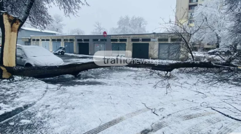 Дърво се стовари до краката на жена в Кършияка, трагедия се размина на косъм