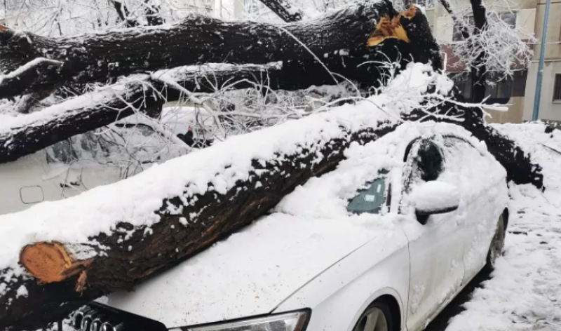 Дървото, премазало пет коли в Кючука, било изгнило