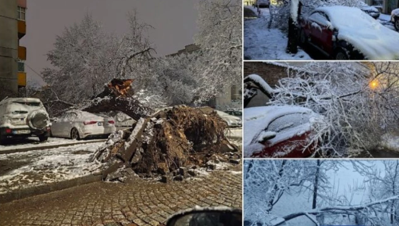 Десетки паднали дървета в Пловдив, има премазани коли