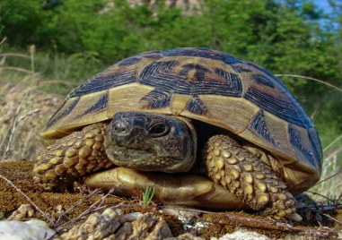 Изложба „Уязвимите“ представя застрашените животни на България