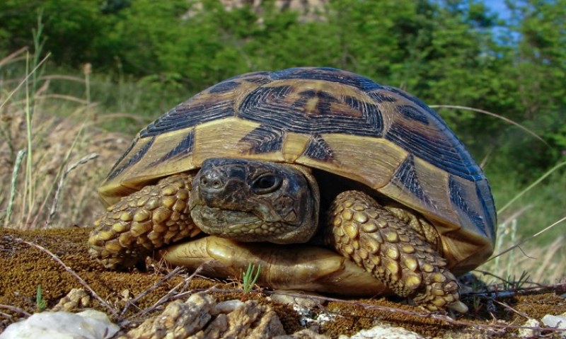 Изложба „Уязвимите“ представя застрашените животни на България