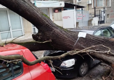 Поредно дърво се стовари върху кола в Пловдив