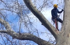 След публикация на TrafficNews: Доброволци арбористи обезопасиха двора на ДГ „Зорница“ в Пловдив СНИМКИ