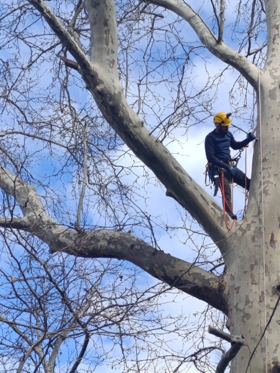 След публикация на TrafficNews: Доброволци арбористи обезопасиха двора на ДГ „Зорница“ в Пловдив СНИМКИ