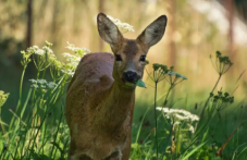 Осъдиха пловдивски бракониер, убил сърничка край Ситово