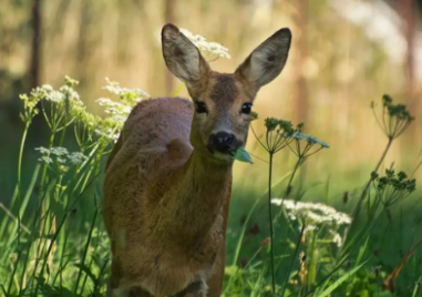 Осъдиха пловдивски бракониер, убил сърничка край Ситово