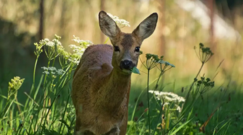 Осъдиха пловдивски бракониер, убил сърничка край Ситово