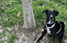 Разхвърляха отрова по улици в Гагарин, куче се натрови