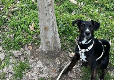 Разхвърляха отрова по улици в Гагарин, куче се натрови