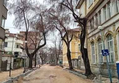След обследване: Премахват старите дървета по улица в центъра на Пловдив, засаждат двойно повече