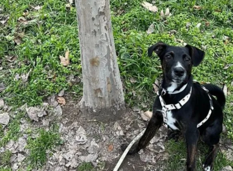 Разхвърляха отрова по улици в Гагарин, куче се натрови