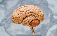 Храните, които опустошават мозъка