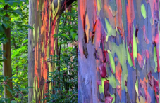 Има само едно дърво, подобно на дъга, в света - как се е появило