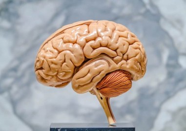 Храните, които опустошават мозъка