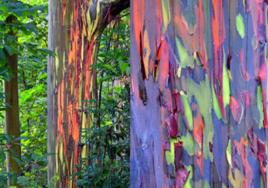 Има само едно дърво, подобно на дъга, в света - как се е появило