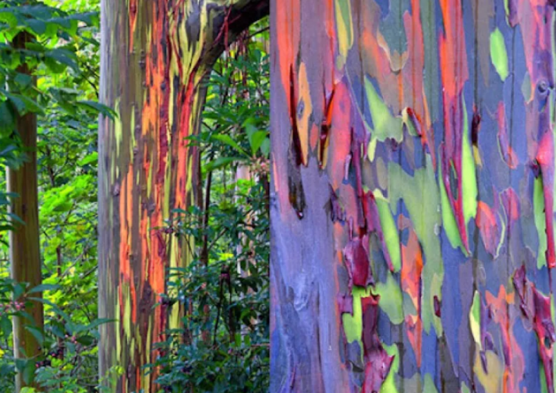 Има само едно дърво, подобно на дъга, в света - как се е появило