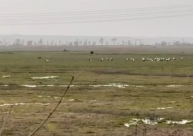 Първите щъркели пристигнаха у нас