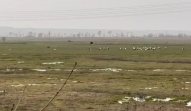 Първите щъркели пристигнаха у нас