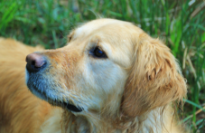 Доброволци от Пловдив събраха 11 000 евро за кастрация на бездомни животни