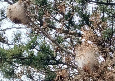Опасните гъсеници се появиха и в гората край Хисаря